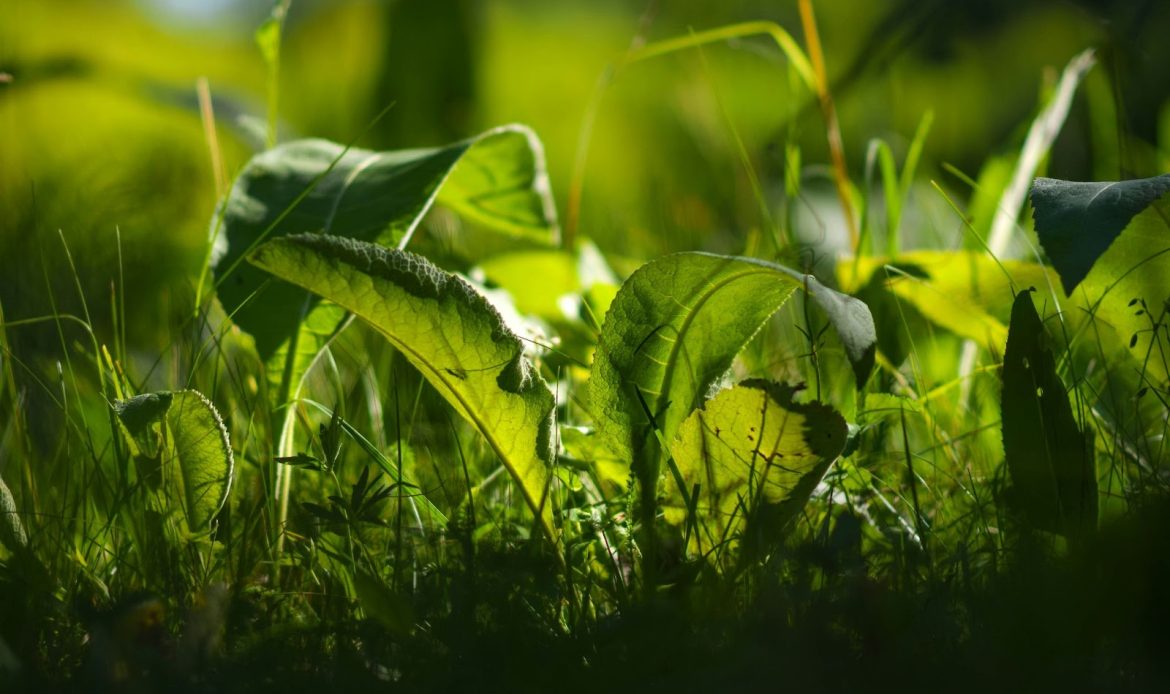 Environmentally Friendly